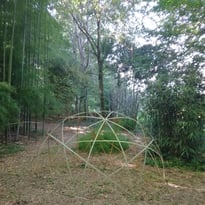 Visite de l'arboretum