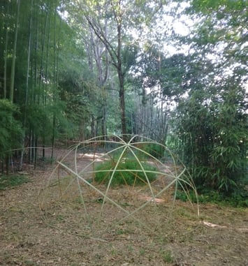 Visite de l'arboretum