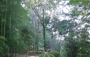 Visite de l'arboretum