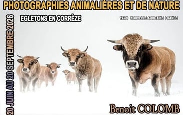 Natura l'Œil : photographie animalières et de nature